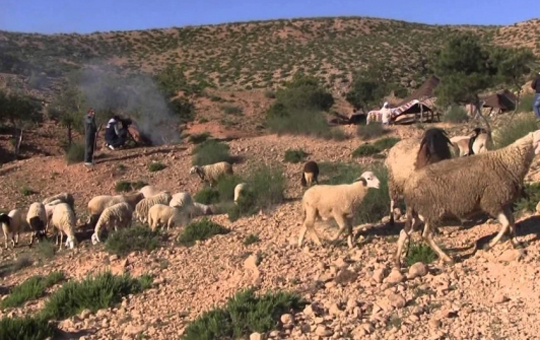 سمامة